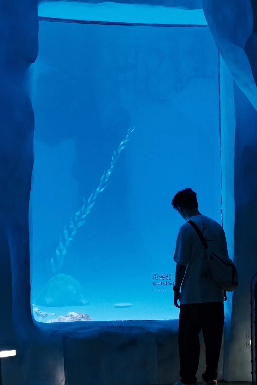 Spotted Sea
